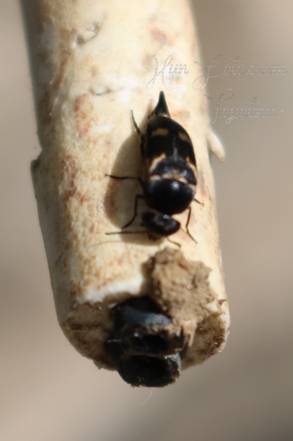 Mordellidae - marókafélék