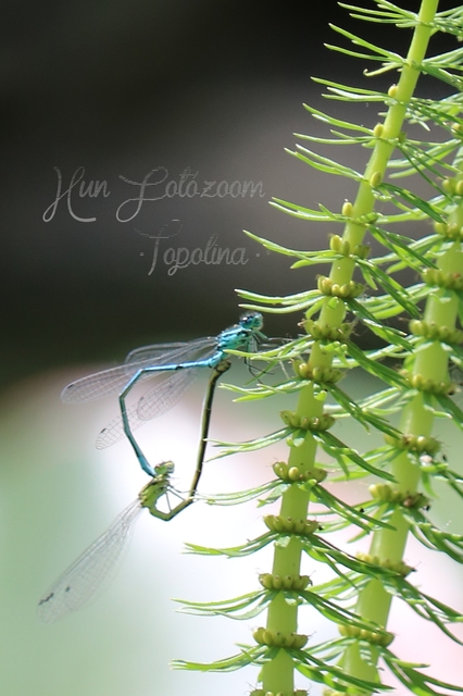 Coenagrion puella - azúrkék légivadász