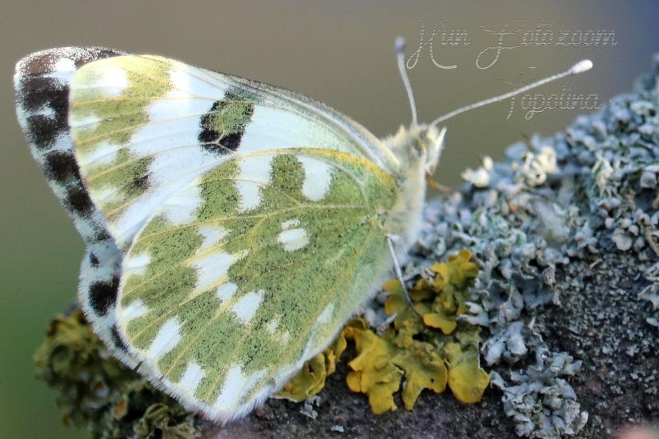 Pontia edusa - rezedalepke