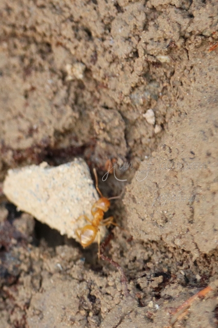 Lasius