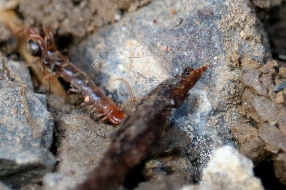 Lithobius