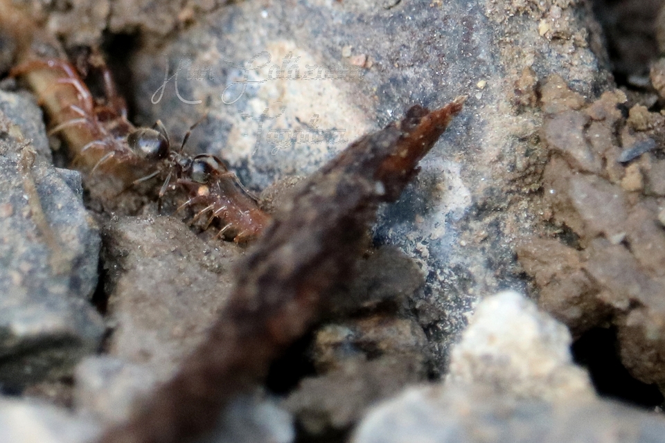 Lasius