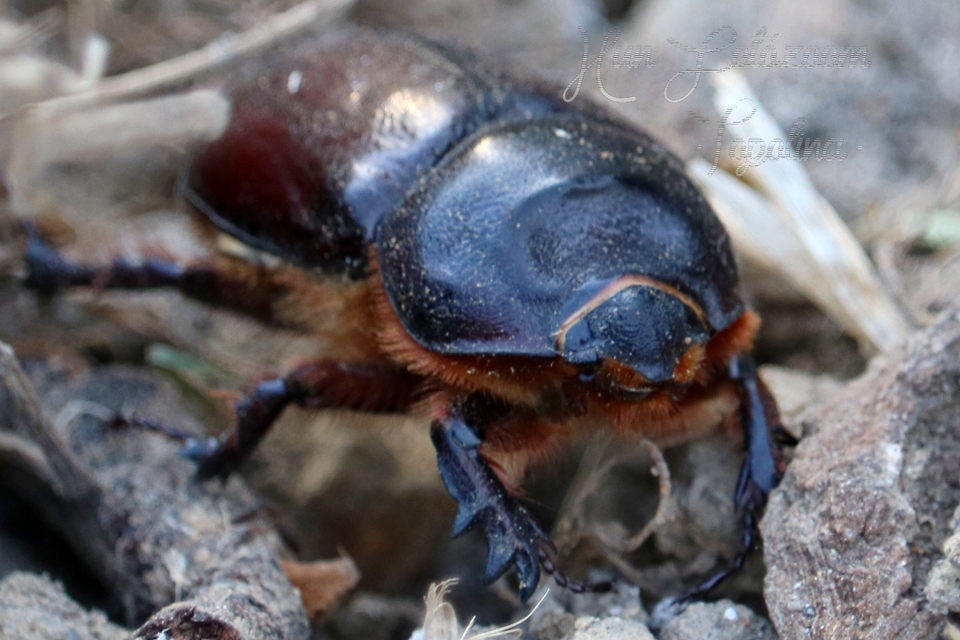 Oryctes nasicornis - orrszarvú bogár