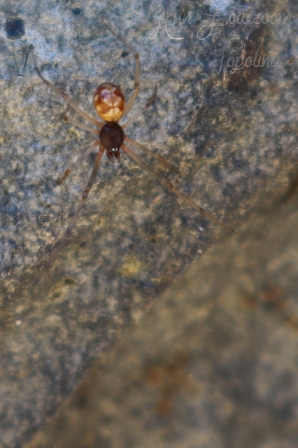 Steatoda triangulosa - háromszöges faggyúpók