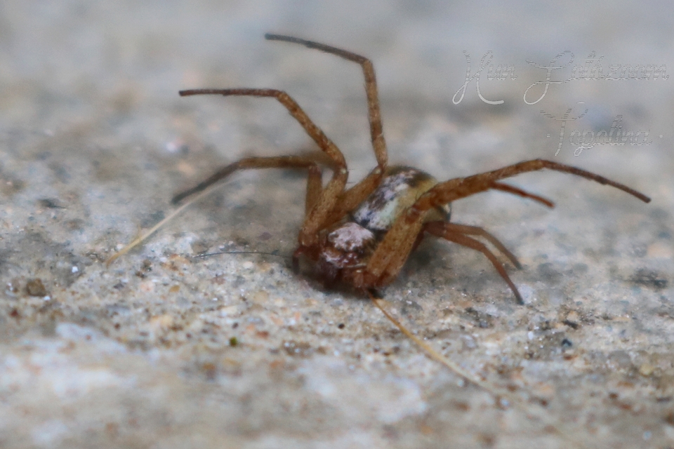 Philodromus collinus