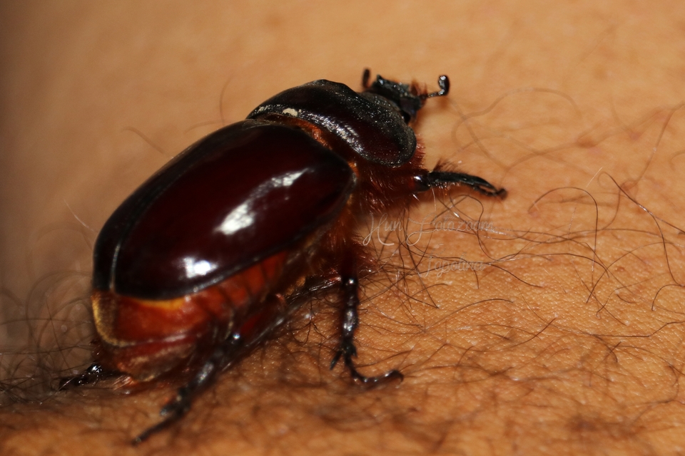 Oryctes nasicornis - orrszarvú bogár