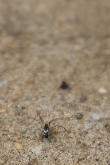 Tetragnatha