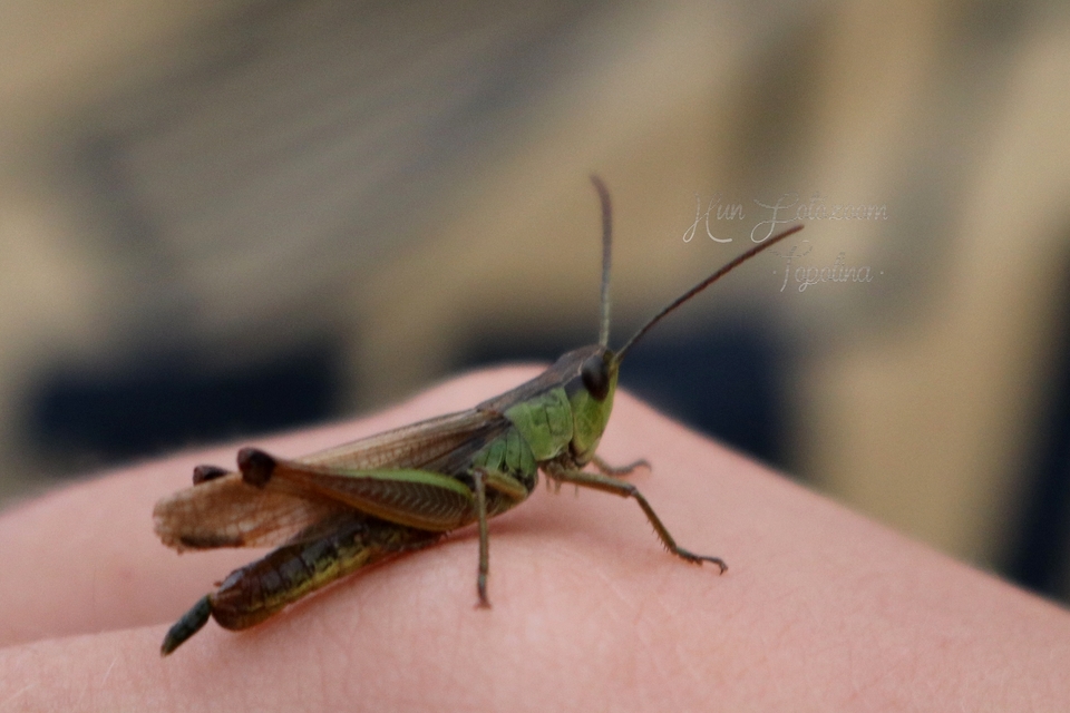 Pseudochorthippus parallelus - közönséges rétisáska