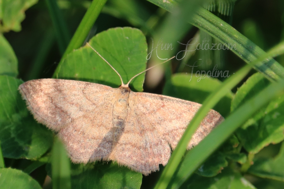 Scopula rubiginata - réti pirosaraszoló