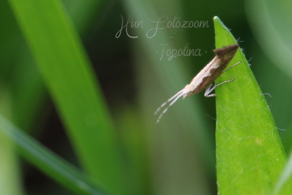 Plutella xylostella - káposztamoly