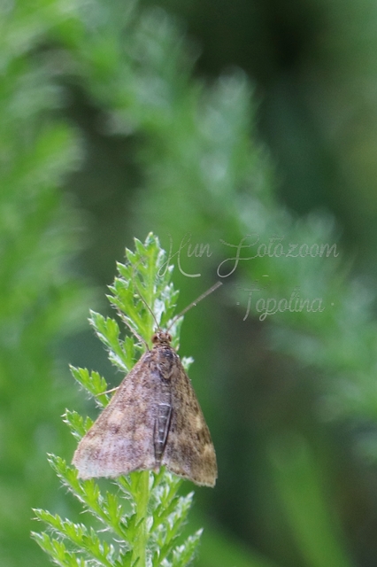 Pyrausta despicata - réti bíbormoly