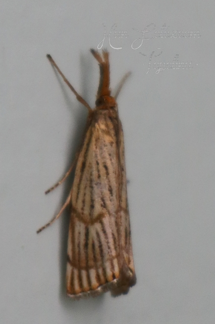 Chrysocrambus linetella - déli fűgyökérmoly