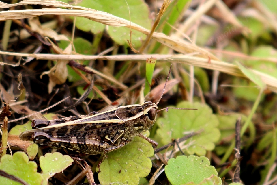 Calliptamus italicus - olaszsáska