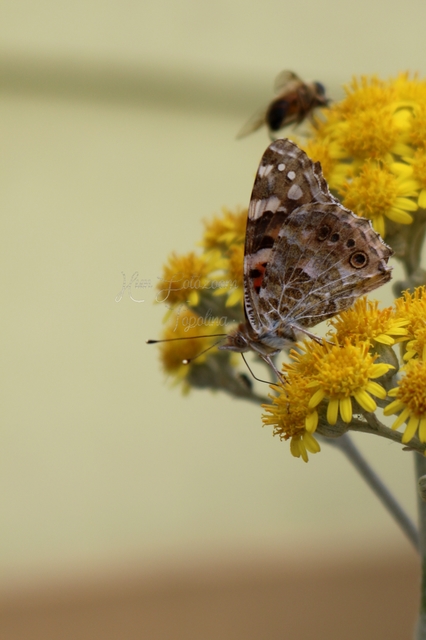 Vanessa cardui - bogáncslepke