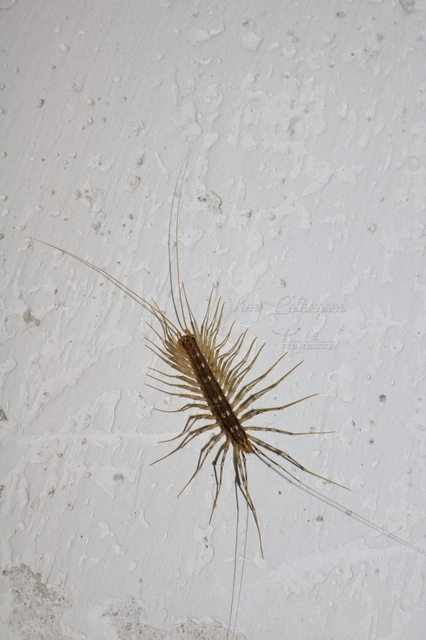 Scutigera coleoptrata - légyölő pókszázlábú