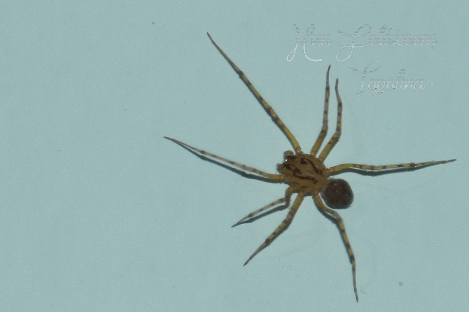 Scytodes thoracica - közönséges csupaszpók