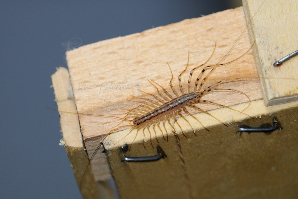 Scutigera coleoptrata - légyölő pókszázlábú