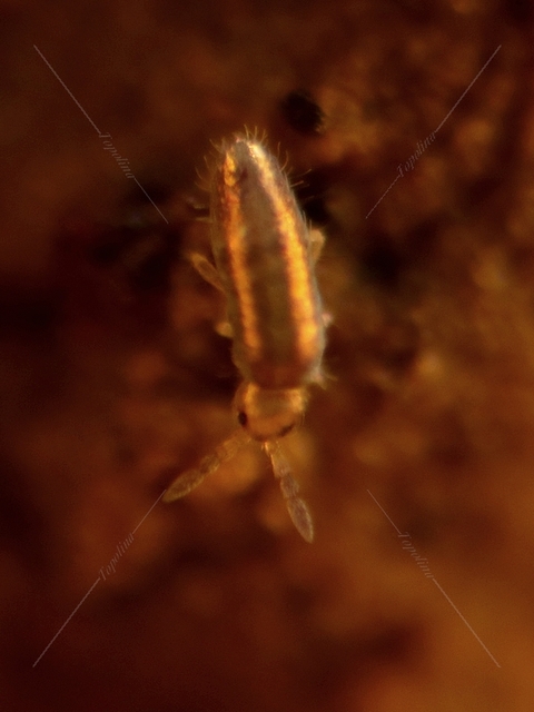 Collembola - Ugróvillások