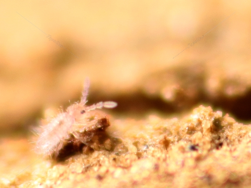 Collembola - Ugróvillások