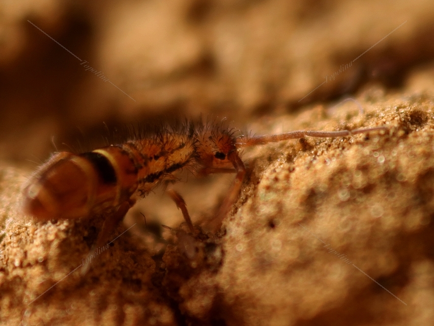 Orchesella cincta