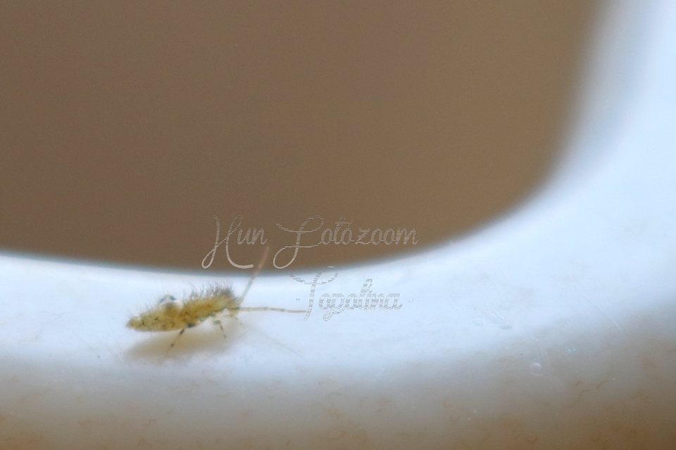 Entomobrya dorsalis