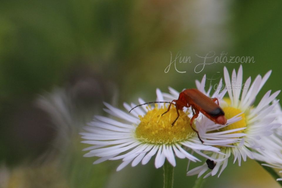 Rhagonycha fulva - feketevégű lágybogár