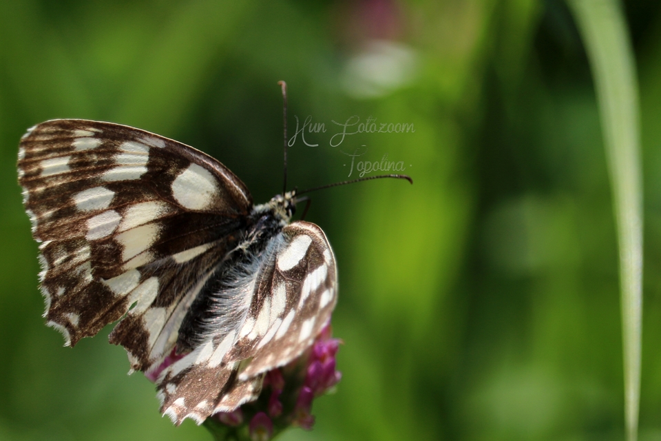 Melanargia galathea - sakktáblalepke