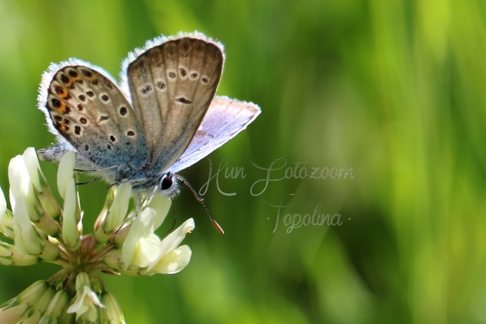 Plebejus argus - ezüstös boglárka