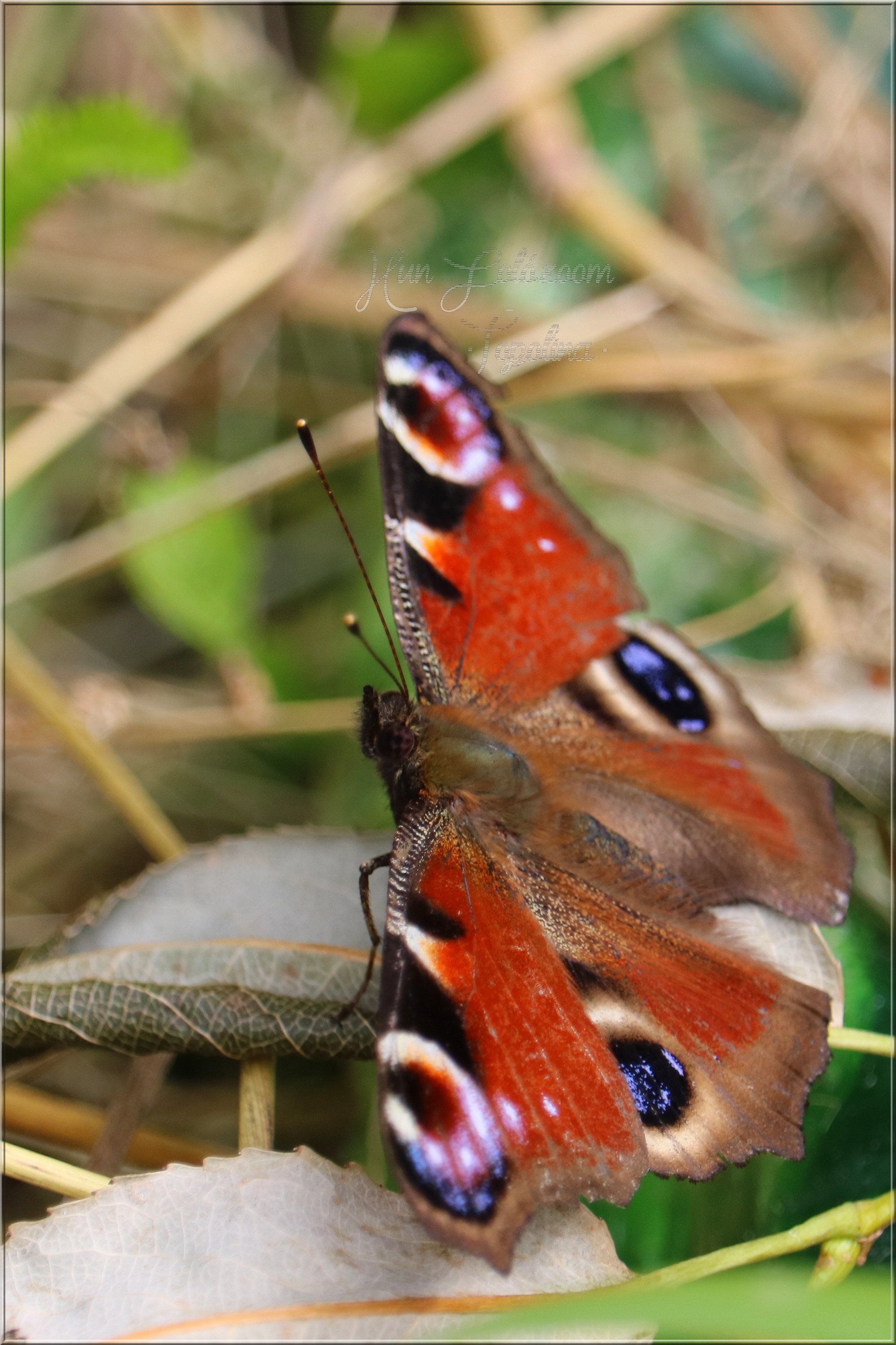 Nymphalis io - nappali pávaszem