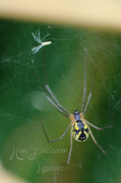 Linyphiidae - vitorláspókok