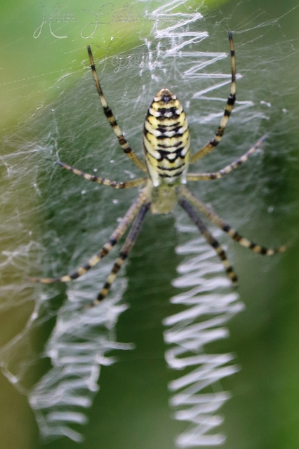 Argiope bruennichi - darázspók