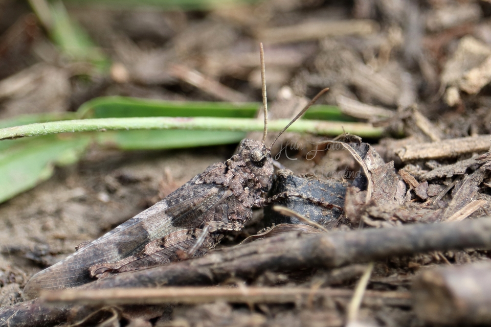 Oedipoda caerulescens - kékszárnyú sáska