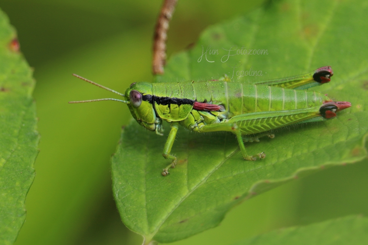 Odontopodisma decipiens - déli hegyisáska
