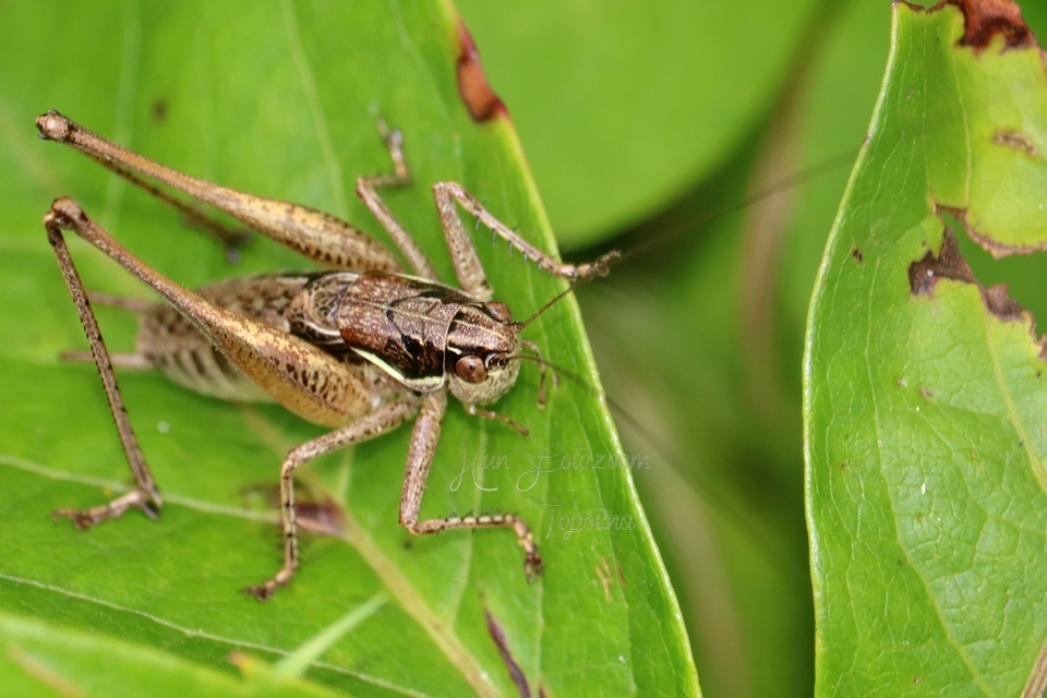 Pachytrachis gracilis - karcsú szöcske