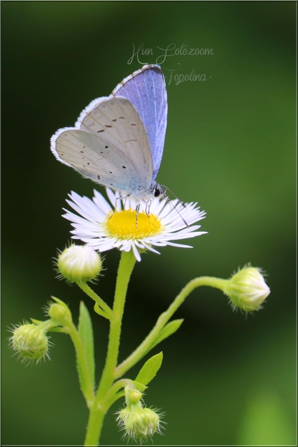 Celastrina argiolus - bengeboglárka