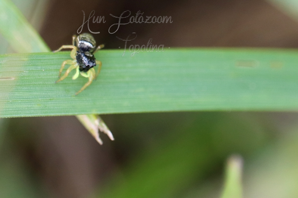 Heliophanus