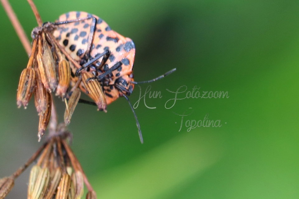 Graphosoma italicum - csíkos pajzsospoloska
