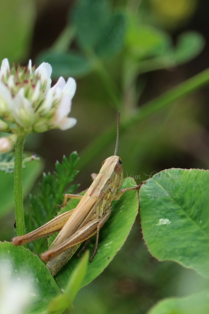 Euchorthippus declivus - rövidszárnyú rétisáska