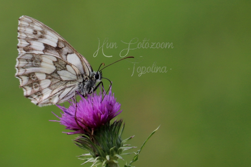 Melanargia galathea - sakktáblalepke