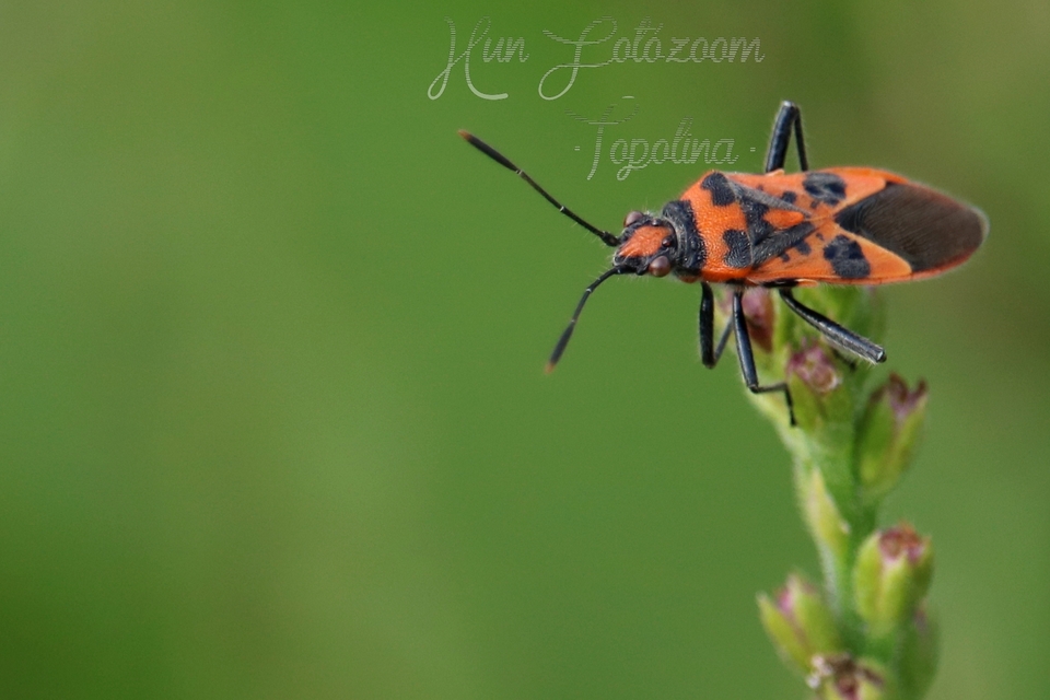 Corizus hyoscyami - piros karimáspoloska