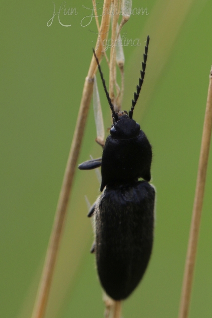 Hemicrepidius hirtus - borzas pattanó
