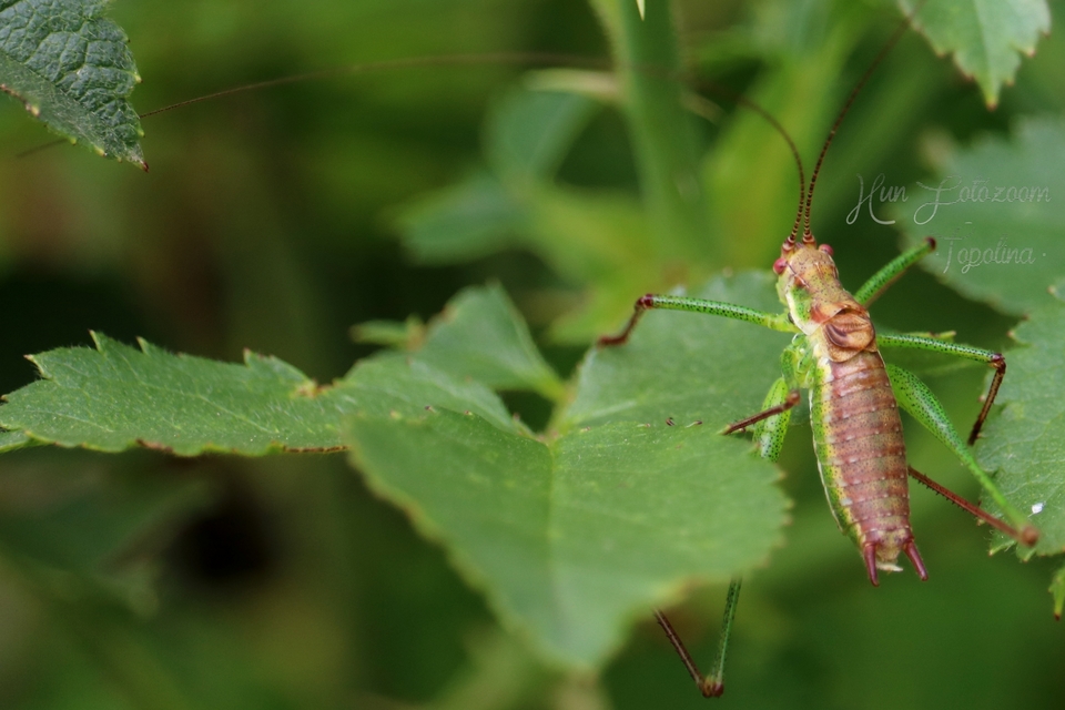 Leptophyes albovittata - közönséges virágszöcske