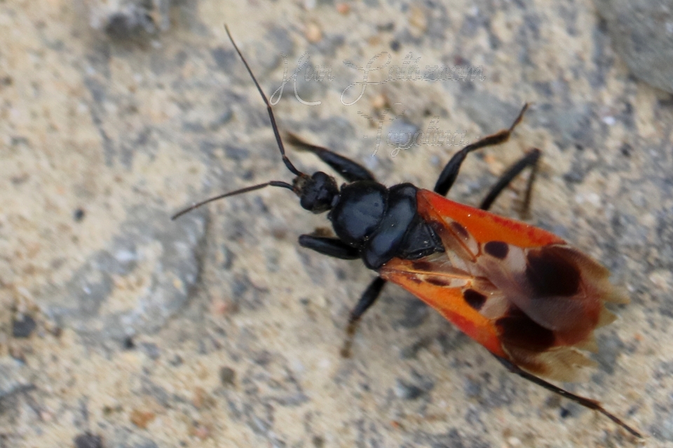 Peirates hybridus - foltos rablópoloska