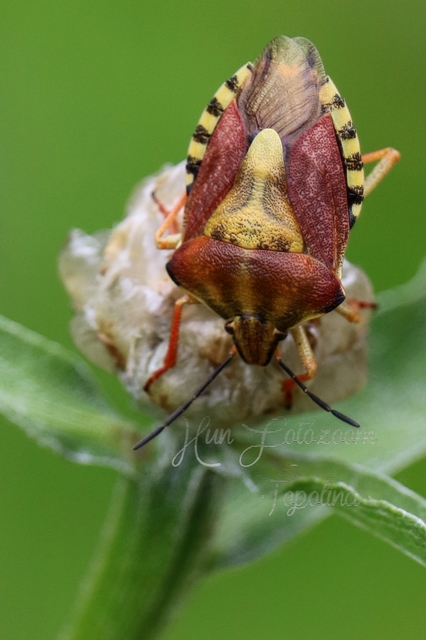 Carpocoris Carpocoris