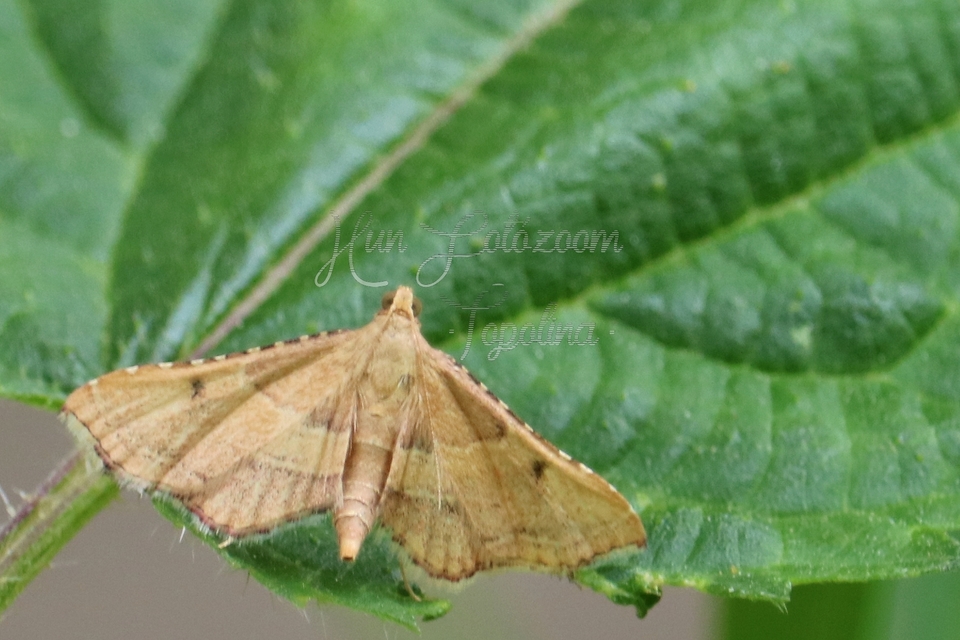 Endotricha flammealis - tüzesszárnyú fényilonca