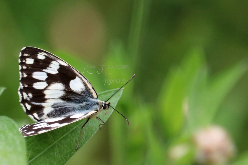 Melanargia galathea - sakktáblalepke