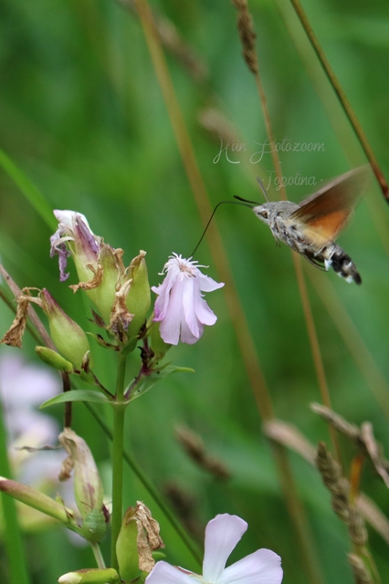 Macroglossum stellatarum - kacsafarkú szender
