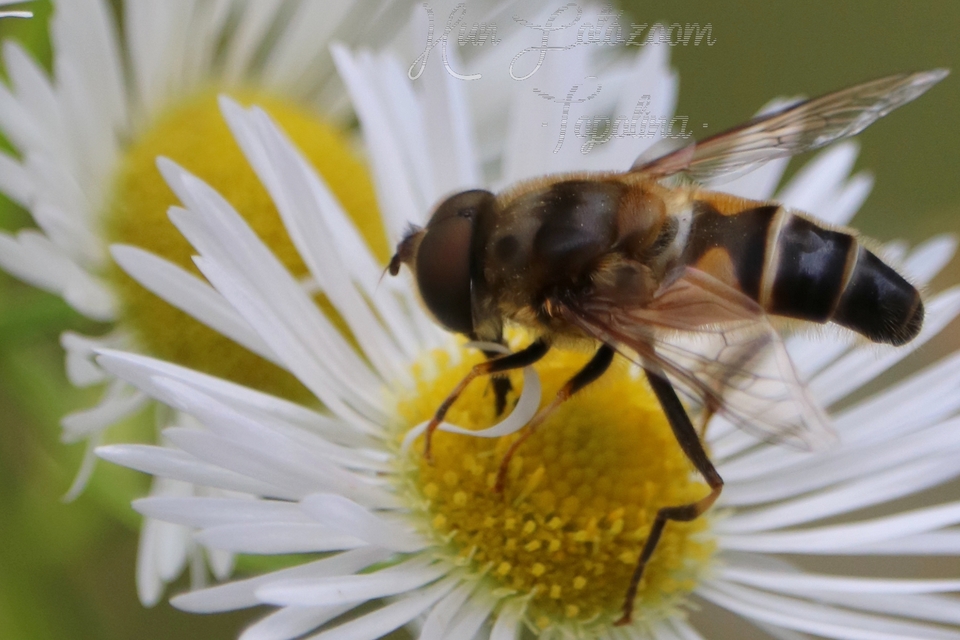 Eristalis