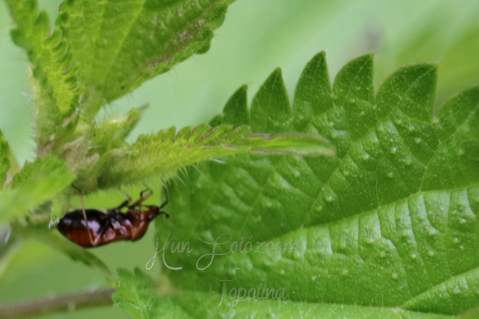 Deraeocoris ruber - vöröses mezeipoloska