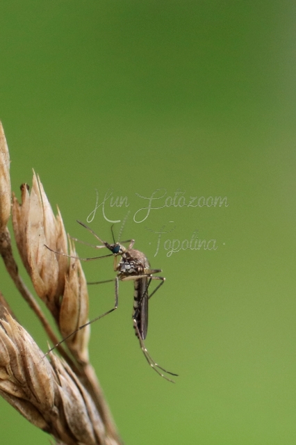 Culicidae - csípőszúnyogok